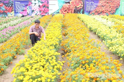 Chợ hoa ngày Tết